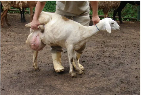 Figura 1: Ovelha da raça Santa Inês com edema de úbere, indicativo de mastite clínica aguda.