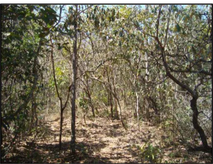Figura 4: Vegetação da área estudada de cerrado sentido restrito  na Estação Ecológica do Panga, Uberlândia, MG, no período de  2011 a 2015
