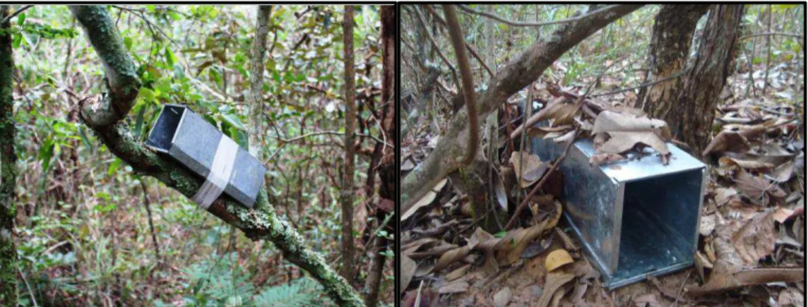 Figura 5: Armadilha do tipo Sherman fixada em árvore (esquerda) e no solo (direita) em  uma  área  estudada  de  cerrado  sentido  restrito  na  Estação  Ecológica  do  Panga,  Uberlândia, MG