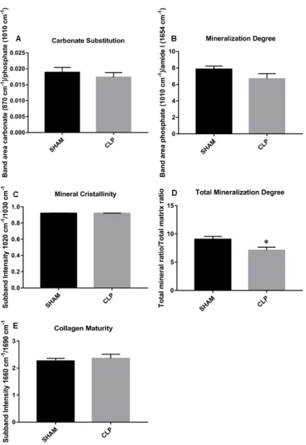 Figure  3.  FTIR  parameters  results.  Parameters  evaluated  in  tibia  of  7  SHAM  and  CLP rats (n = 7) and analyzed by t-Student parametric test, results are Mean ± SEM  (p 