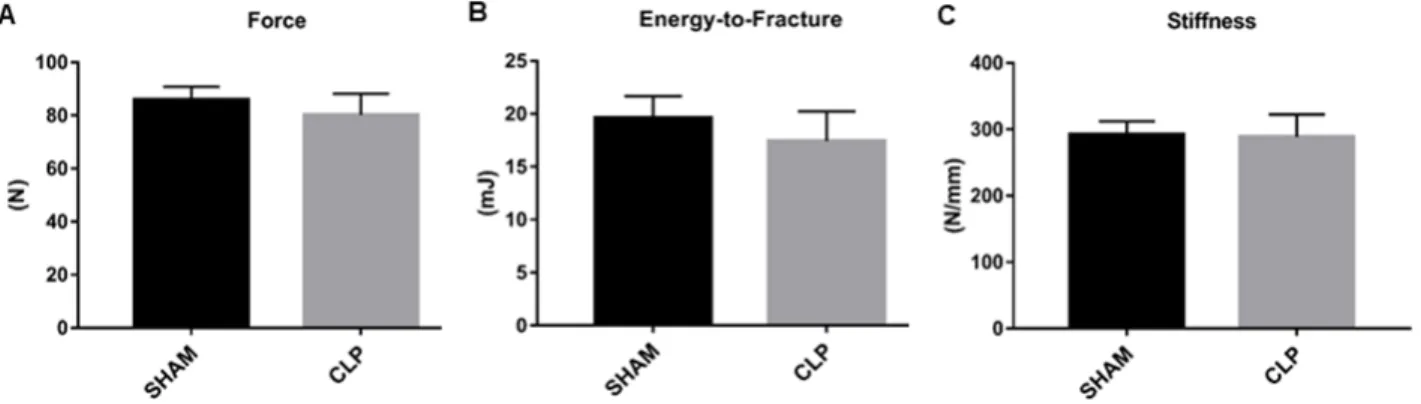 Figure 5. Biomechanical testing.  Biomechanical parameters evaluated in the 3-point  flexion test performed on tibiae of 7 SHAM and CLP rats (n = 7) and analyzed by the  t-Student parametric test (p < 0.05)