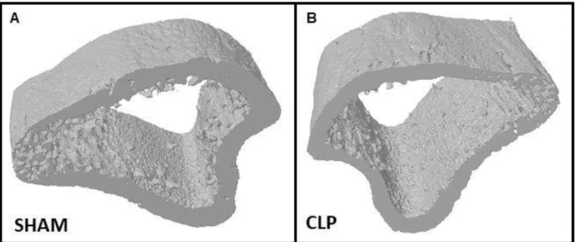Figure  6.  Micro-CT  3D  rendering.  Three-dimensional  images  of  the  cortical  bone  morphology of the rats tibia