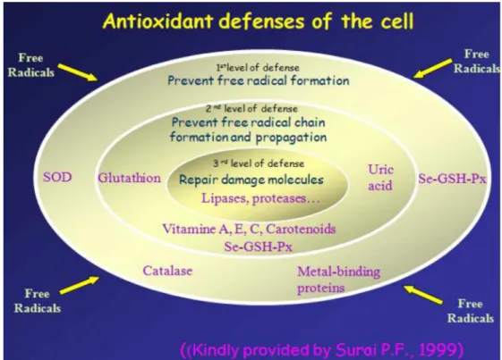 Figura 4.  E squema  representativo  de níveis de  defesa  antioxidante  das células, indicando  os carotenoides  como sendo  um dos elementos  antioxidantes,  proposto por  S URAI (1999).