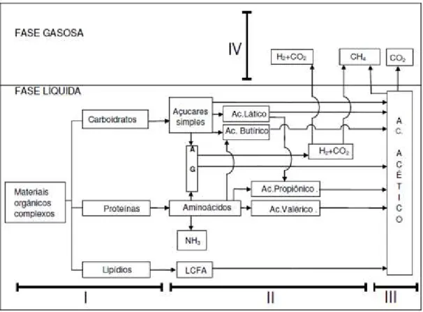 Figura 6 - Etapas da biodigestão anaeróbica 