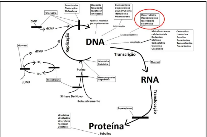 Figura  2:  Mecanismo  de  ação  dos  diversos  agentes  antitumorais,  A  doxorrubicina  liga-se  avidamente  ao  DNA,  por  intercalação,  entrando  no  interior  da  dupla  hélice,  clivando-a  e  religando-a, causando, assim, destruição celular (Modifi