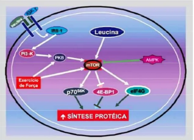 Figura  5:  Sinalização  envolvida  na  síntese  proteica  mediada  por  leucina,  insulina,  fator  de  crescimento  semelhante  à  insulina  (IGF-1)  e  exercício  de  força