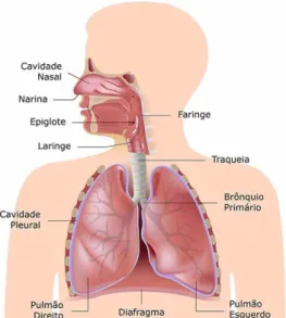 Figura 1 – Sistema respiratório humano. O sistema respiratório é constituído pelo nariz, cavidade  nasal,  faringe,  laringe,  traqueia,  brônquios  e  pulmões
