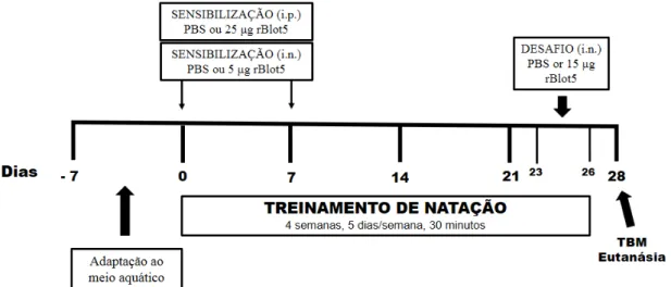 Figura 4 -  Design experimental. O protocolo de exposição ao rBlo t 5 e o protocolo de treinamento  da natação estão ilustrados no esquema acima