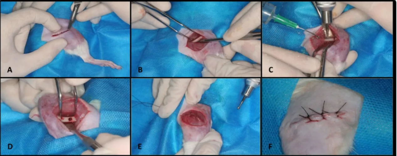 Figura 1. Cirurgia para criação de defeito ósseo padronizado em fêmur de rato. 