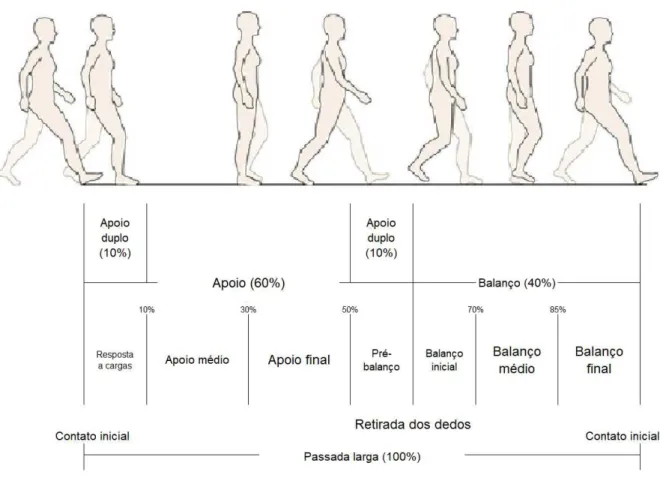 Figura 2.1 - Valores aproximados das subfases e fases da marcha humana de pessoas  normais (LEITE; MEIJA, 2013) (modificado)