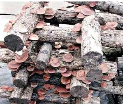 Figura 6: Cultivo do cogumelo shiitake (Lentinula edodes) em troncos de árvore [29]. 