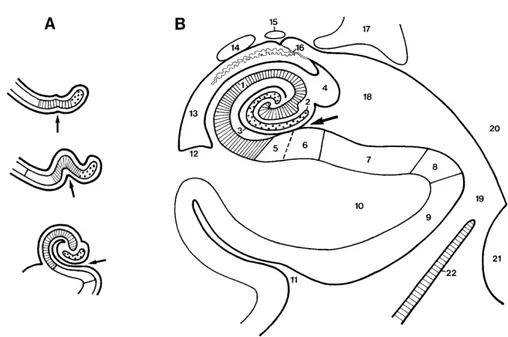 Figura  2  –   (Figura  adaptada  de  Durvenoy,  2005)  [3]  A  Desenvolvimento  do  giro  denteado  (área  pontilhada) e do corno de Amon (área listrada) até B a sua posição definitiva