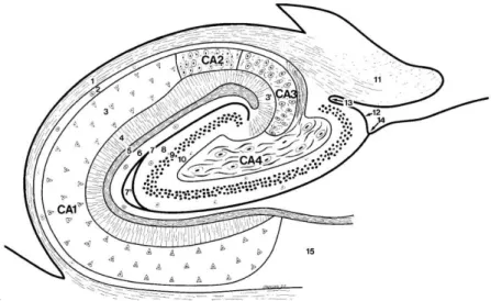 Figura 3 - (Figura adaptada de Durvenoy, 2005) [3] A, Diagrama; B corte coronal de RM de 9.4T do  hipocampo