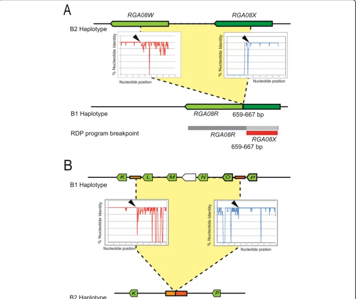 Figure 4 Unequal recombination breakpoints within the RGA08 gene cluster. (A) An intragenic unequal recombination event between RGA08X and RGA08W results in the actual structure of the RGA08R sequence