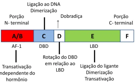 Figura  04.    Estrutura  linear  representando  os  domínios  funcionais  dos  receptores  nucleares  e  suas  funções