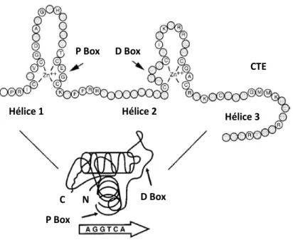 Figura  05.  Domínio  de  ligação  ao  DNA  de  receptores  nucelares.  Diagrama  dos  dois  dedos de zinco e da extensão carboxi-terminal (CTE)