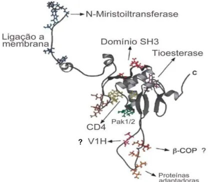 Figura  1.6.  Localização  de  motivos  funcionais  na  estrutura  da  proteína  Nef  do  HIV-1