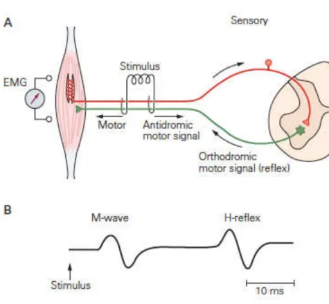 Figura  1:  A.  O  reflexo  de  Hoffmann  (Reflexo  H)  é  evocado  pela  estimulação  elétrica  das  fibras  sensoriais Ia dos fusos neuromusculares em nervos mistos