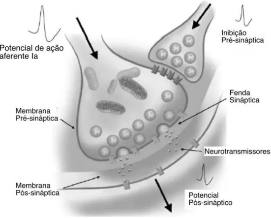 Figura 9: Ilustração mostrando o mecanismo de inibição pré-sináptica (Chen &amp; Zhou, 2011)