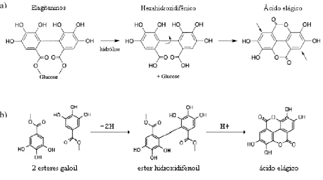 Figura 2: a) Formação de ácido elágico a partir da hidrólise de elagitaninos (adaptado  de Häkkinen et al., 2000)