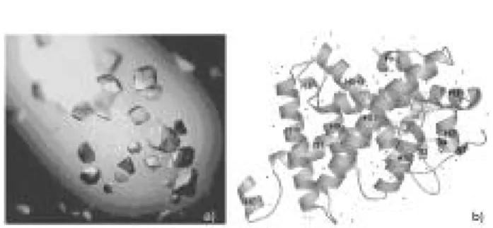 Figura 10. Cristais de LBD de TRβ1 humano (a) e sua estrutu- estrutu-ra cristalográfica (b)