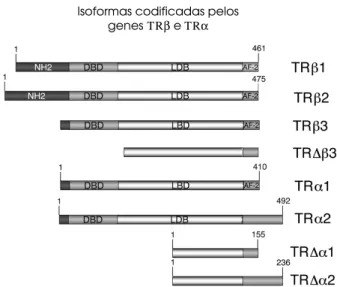 Figura 4. Estrutura primária das diferentes isoformas codifi- codifi-cadas pelos genes receptores do hormônio tireoideano: as isoformas TRβ1, TRβ2, TRβ3 e TR∆β3 são codificadas pelo gene THRB através da utilização de promotores  alterna-tivos