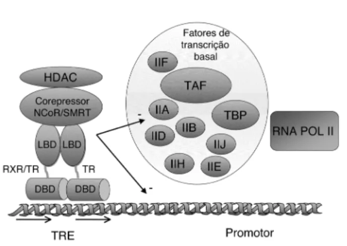 Figura 6. Representação esquemática do mecanismo de ação do receptor do hormônio tireoideano: na ausência de T 3 , o TR se encontra ligado ao TRE como homodímero (representado) ou heterodímero associado a proteínas  cor-repressoras, que compactam a cromati