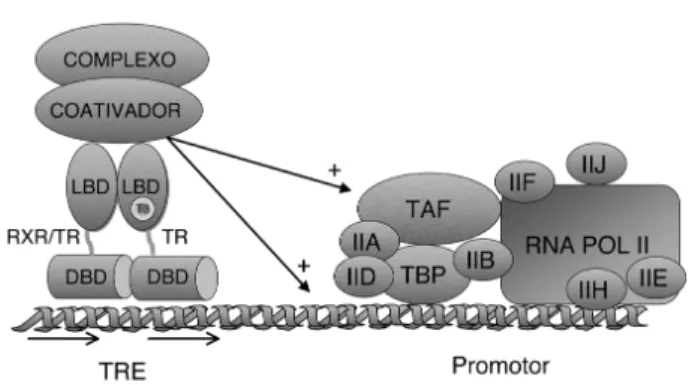 Figura 8. Modelo de ativação da transcrição pelo receptor do hormônio tireoideano: a ligação do T 3 ao TR modifica sua estrutura conformacional, desfazendo sua interação com o correpressor