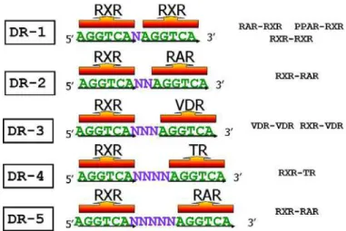 Figura 1: Esquema representando a regra 1 a 5 que especifica a ligação a repetições diretas (DRs), com  espaçamentos variáveis (N), pelo RXR e os seus vários parceiros heterodiméricos