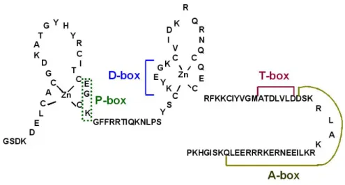 Figura 3: Domínio de ligação ao DNA (DBD) do receptor TRβ1 humano mostrando os dois módulos  correspondentes aos dedos de zinco e identificando as regiões conhecidas como: P-box, D-box, T-box e  A-box
