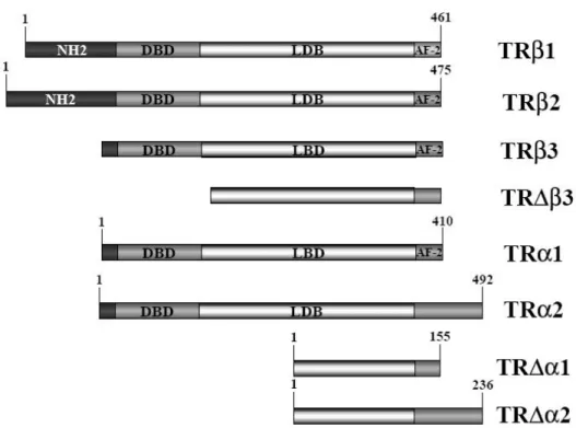 Figura 4: Estrutura primária das diferentes isoformas codificadas pelos genes receptores do hormônio  tireoideano: as isoformas TRβ1, TRβ2, TRβ3 e TRΔβ3 são codificadas pelo gene TRβ através da utilização  de promotores alternativos