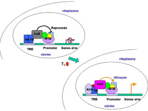 Figura 5: Representação esquemática do mecanismo de ação do TR. Na ausência de T 3 , o TR se encontra  ligado ao TRE como homodímero associado a proteínas co-repressoras que atuam inibindo a maquinaria de  transcrição basal (MTB)