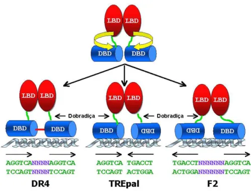 Figura 7: Modelo da ligação do TR aos diferentes TREs. O TR se dimeriza (homo ou heterodímero) através  da interface de dimerização presente no domínio de ligação ao ligante (LBD)