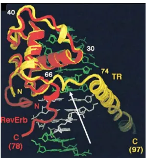 Figura 9: Comparação do DBD do receptor órfão Rev-Erb (em vermelho) e do TRβ1 (em amarelo)  mostrando a similaridade dos 66 resíduos conservados e o diferente dobramento da extensão carboxi-terminal  (CTE)