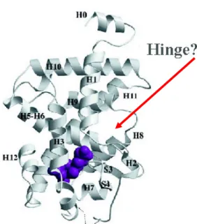 Figura 10: Estrutura do LBD do TRβ1 humano demonstrando as 12 hélices na presença do hormônio  (esferas azuis)