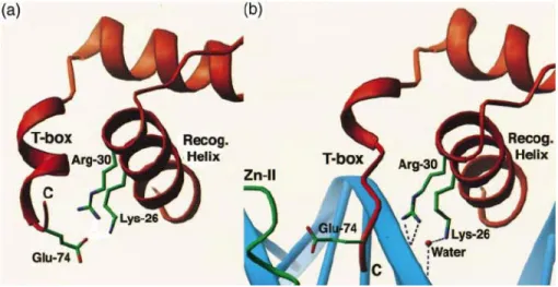 Figura 11: Mudanças na conformação da T-box e na hélice de reconhecimento do DNA do (a) a estrutura do  DBD do RXR livre e (b) RXR dimerizado ligado em DR-1