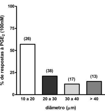 Figura 3- Diâmetros dos neurônios que responderam à PGE 2  (100 nM). O gráfico mostra a  percentagem de neurônios que responderam à PGE 2  dentre um total de neurônios indicados  entre parênteses