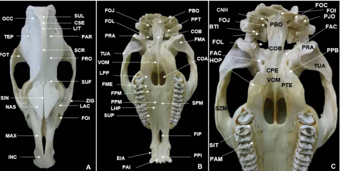 Figura 02: Fotografia do osso do crânio de Tapirus terrestris. Vista Dorsal (A), Vista Ventral  (B e C)