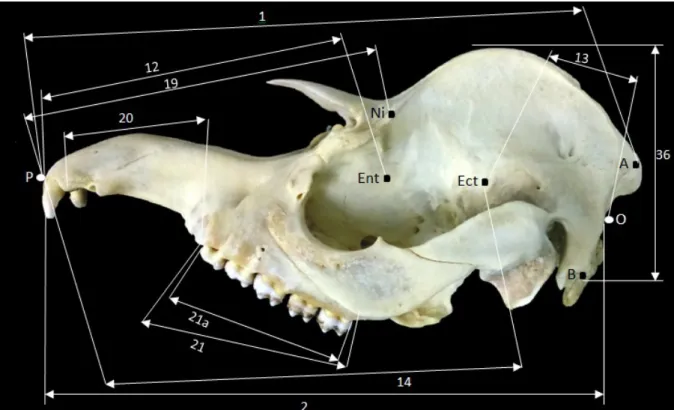 Figura  2:  Fotografia  de  crânio  de  Tapirus  terrestris  em  vista  lateral.  Pontos  Craniométricos