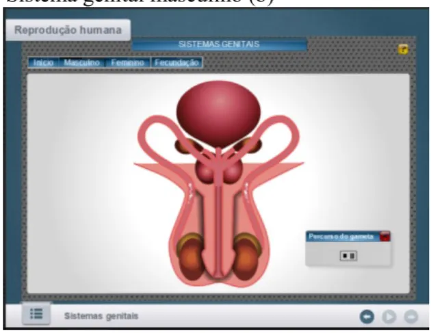 Figura  7.  OED  2  –  Reprodução  humana: 