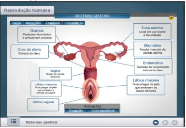 Figura 8. OED 2 – Reprodução humana: Sistema genital  feminino (a).  
