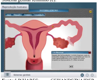 Figura  10.  OED  2  –  Reprodução  humana: 