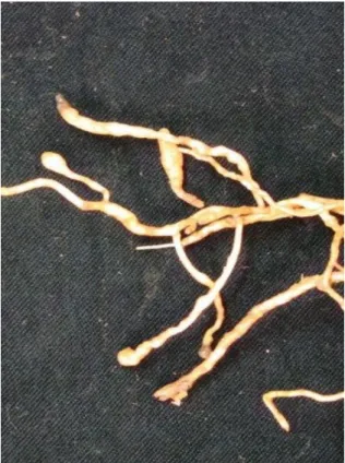 Figura  1.  Raízes  infestadas  mostrando  espessamento  anormal  do  sistema  radicular,  as  galhas,  evidenciando  o  ataque  de  Meloidogyne  exigua