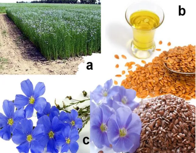 Figura 2 – Linhaça (Linum usitatissimum L.), (a) planta do linho, (b) sementes da variedade  dourada e óleo extravirgem extraído destas, (c) sementes da variedade marrom e flores