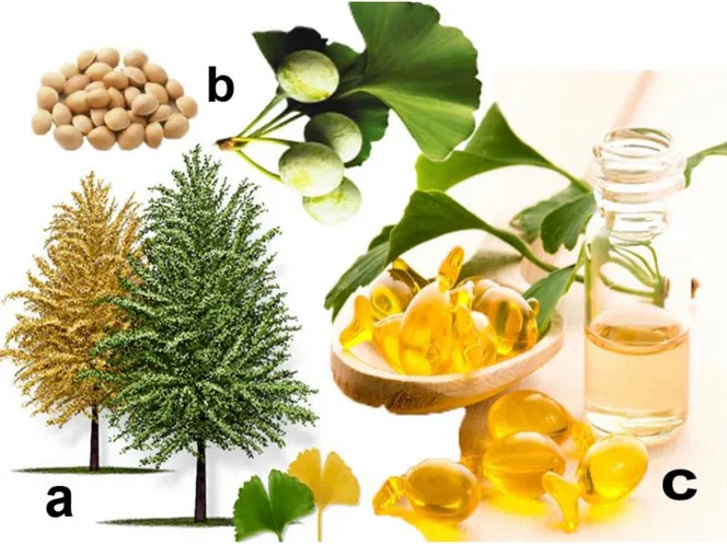 Figura 3 – Ginkgo biloba (Ginkgo biloba L.), a) arvore, b) frutos e semente e c) óleo extraído  das sementes (OEG)