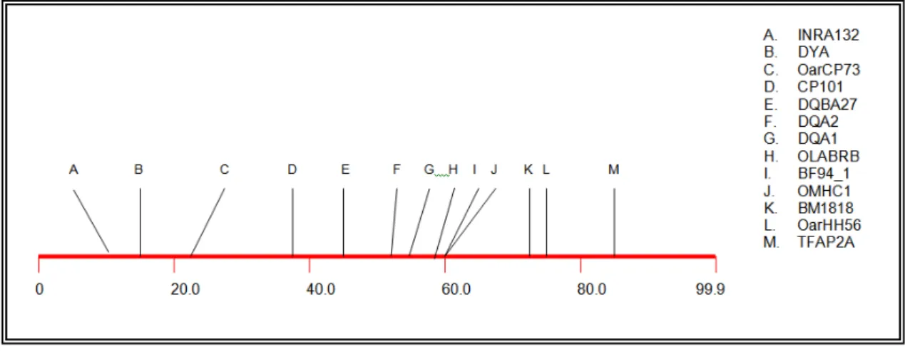 Figura  1.  Localização  dos  marcadores  analisados,  no  cromossomo  20  ovino  (http://www.thearkdb.org)