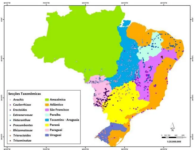Figura 19. Distribuição das espécies do gênero Arachis ao longo das bacias hidrográficas brasileiras