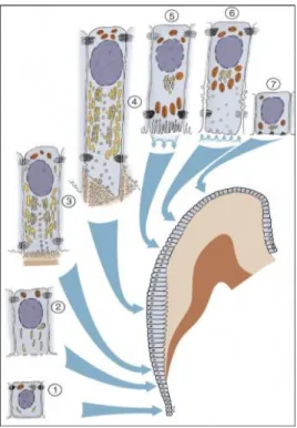 Figura  1:  Fases  da  amelogênese.  1-2:  fase  de  pré-secreção;  3-4:fase  de  secreção;  5-7:  fase  de  maturação