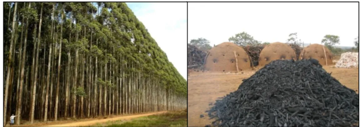 Figura 2. Plantações de eucalipto e produção de carvão vegetal na região Norte de Minas