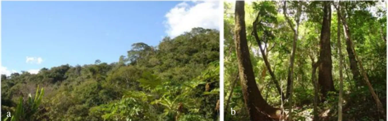 Figura 3.2. Floresta estacional semidecídua secundária, sob manejo. Encosta do morro (a) e  sub-bosque (b), na estação chuvosa, na Fazenda Vagafogo, em Pirenópolis, Goiás